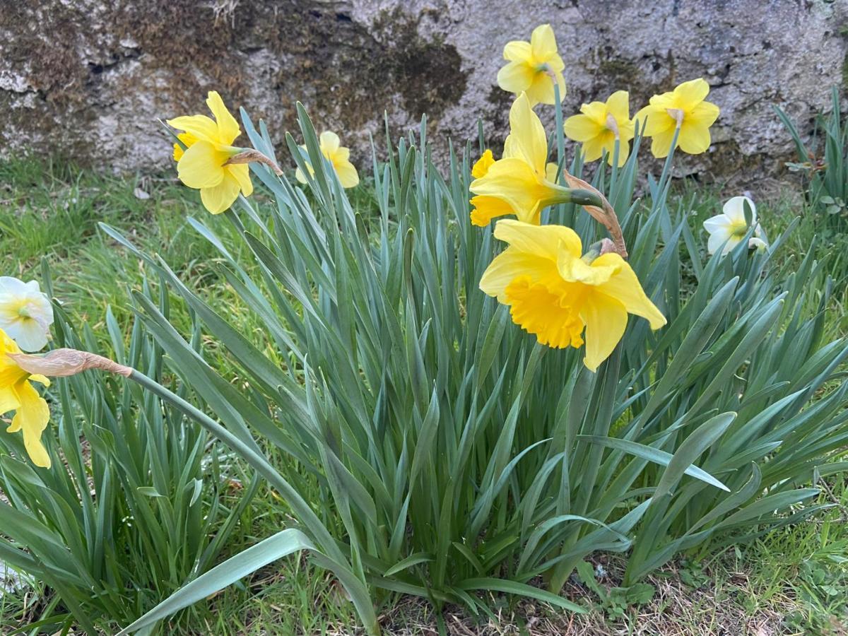 Daffodil Lodge Sligo Eksteriør billede